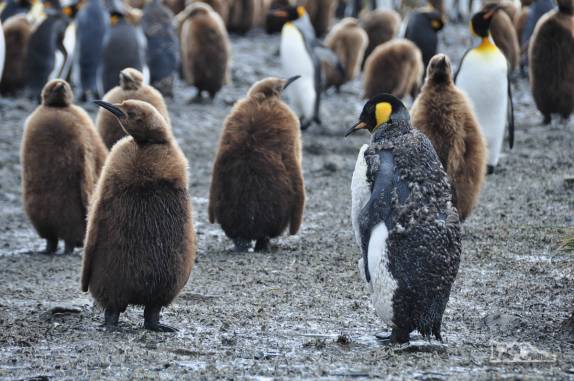 Ainda com a penagem marrom, filhotes de pinguins rei em Salisbury Plain, na Geórgia do Sul